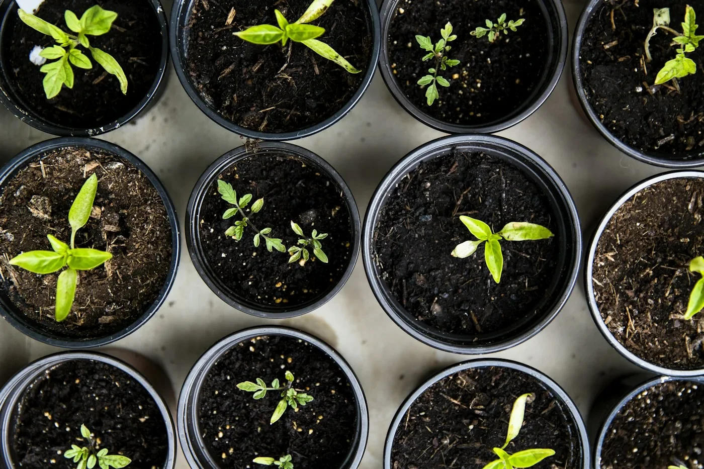 Gardening & Green Space